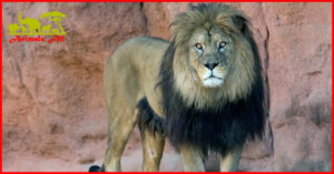 Barbary lion