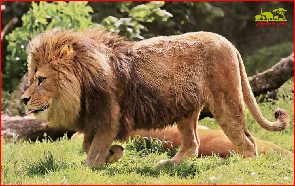 Barbary lion