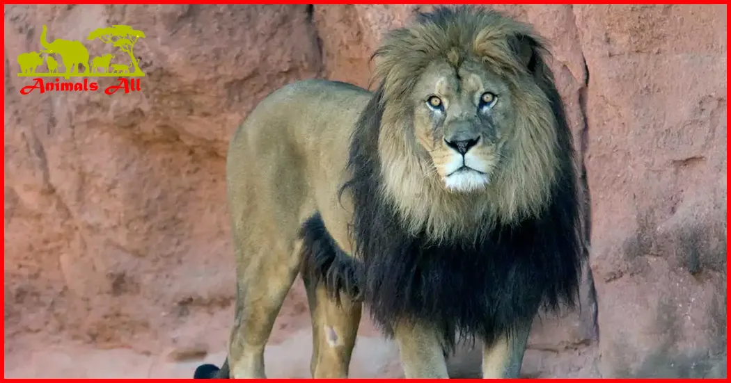 Barbary-lion