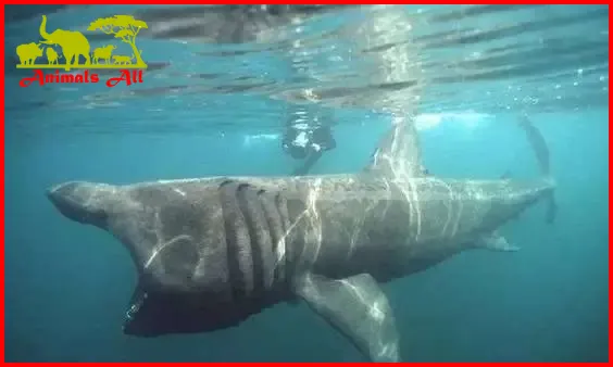 Basking Shark Largest fish