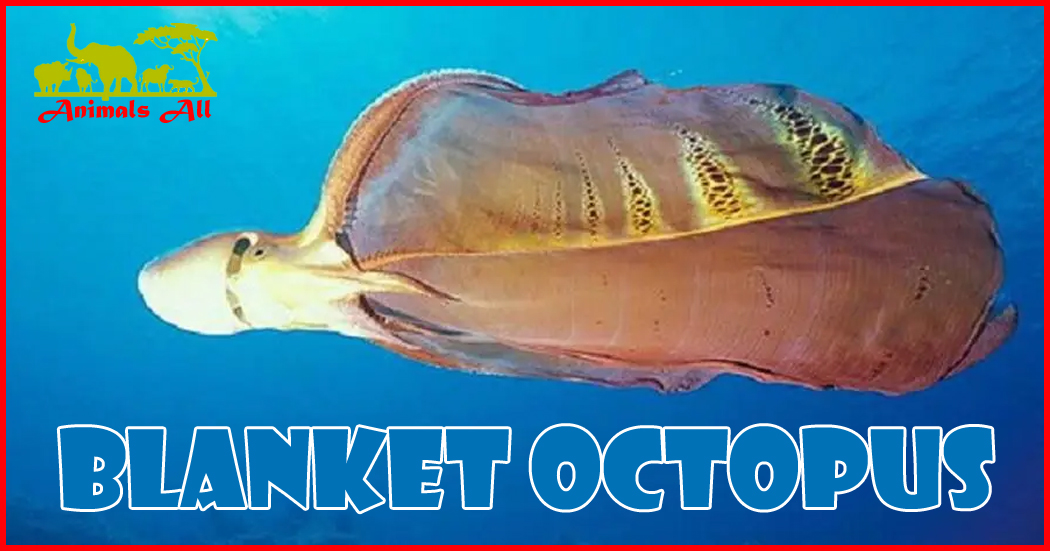 Blanket octopus