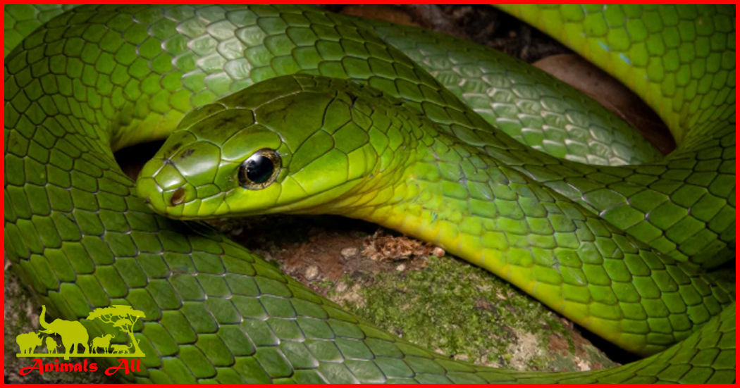 Green Snake