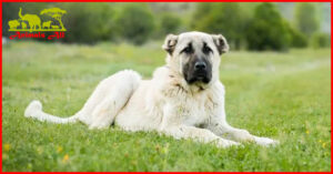 Kangal Dog