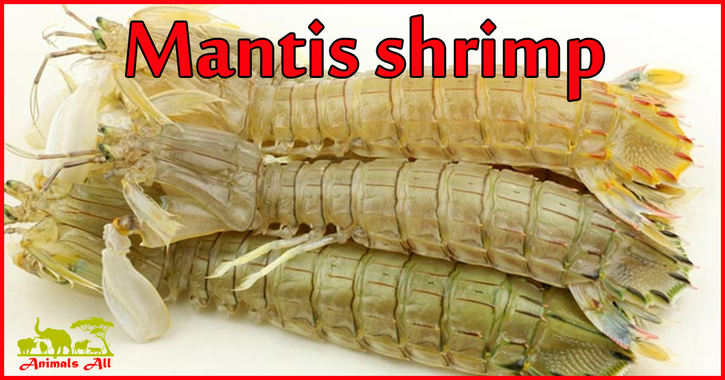 Mantis shrimp