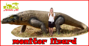 Monitor lizard