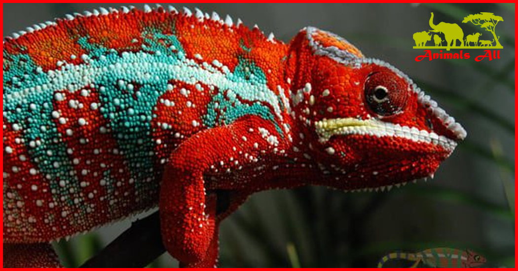 Panther Chameleon