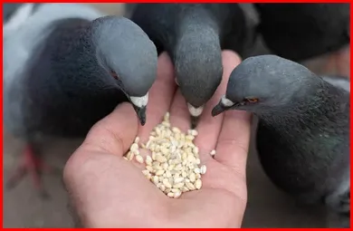 Pigeon feed