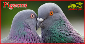 Pigeons