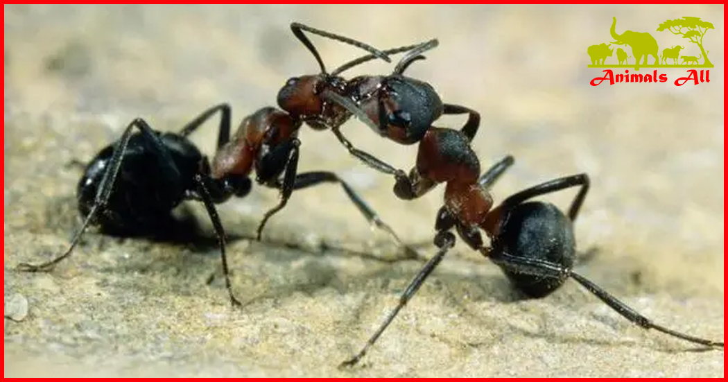 Queen Ant