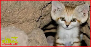 Sand cat