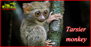 Tarsier monkey