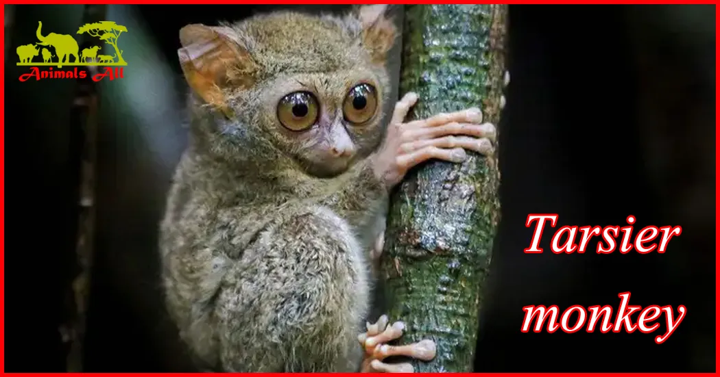 Tarsier-monkey