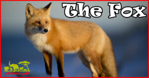 The Fox