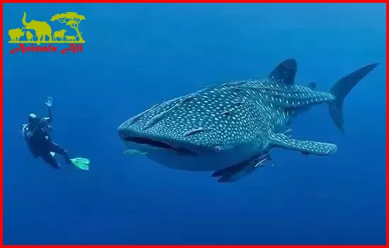Whale Shark Largest fish