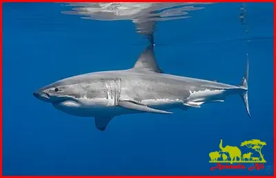White Shark Largest fish