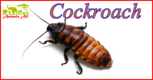 cockroach