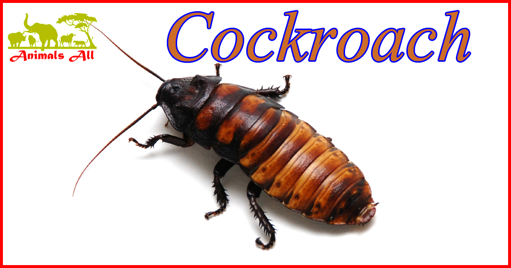 cockroach