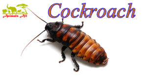 cockroach