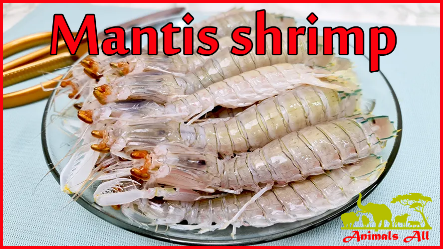 Mantis shrimp