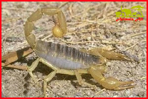 Scorpion