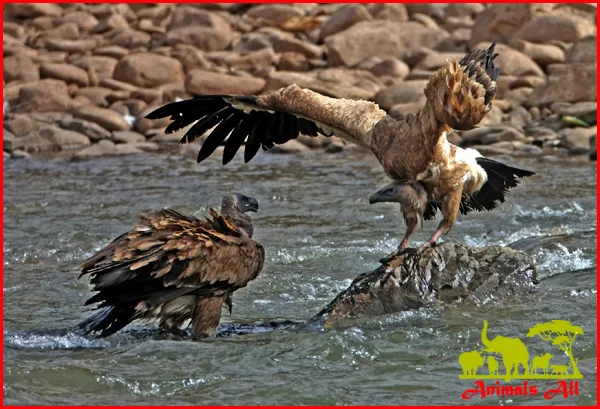 vulture or eagle