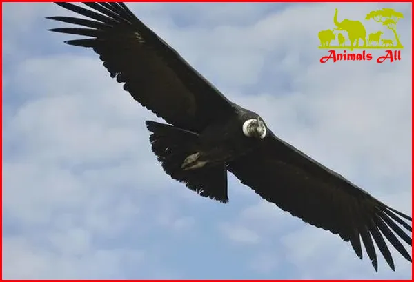 vulture or eagle