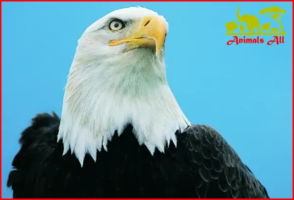 vulture or eagle