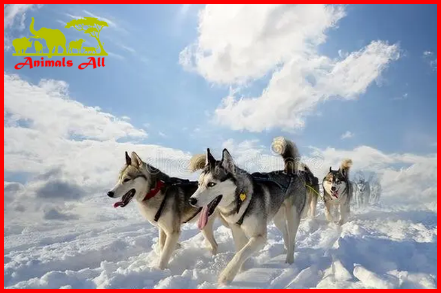 Sled dogs