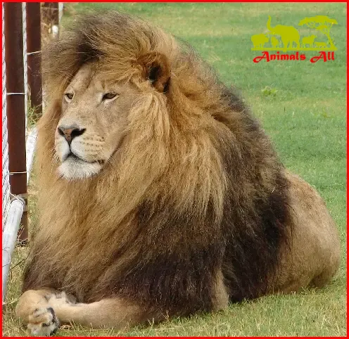 Barbary lion