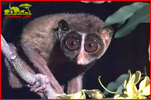 Tarsier monkey