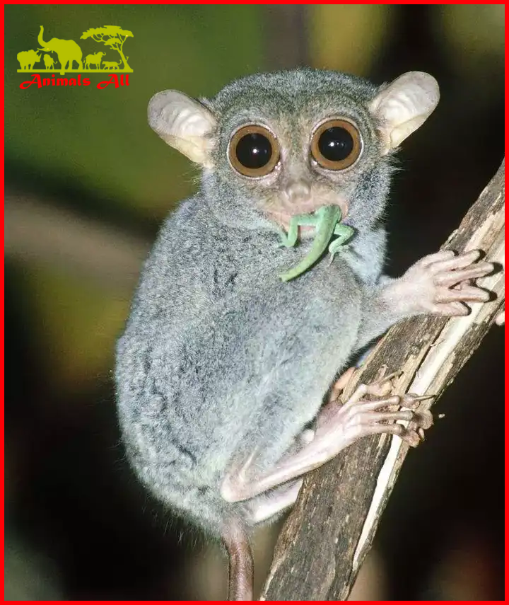 Tarsier monkey