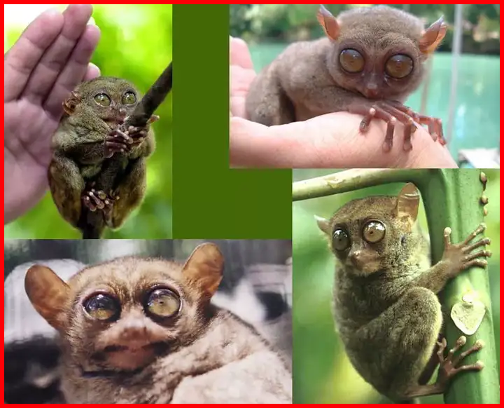 Tarsier monkey