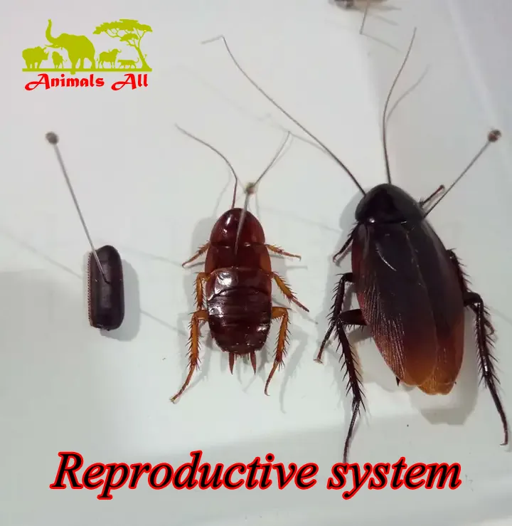 Reproductive system