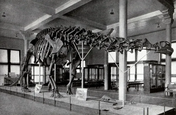 Brontosaurus with a prosthetic head; source: Wikipedia
