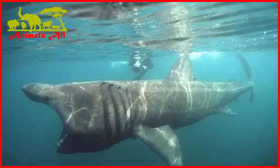 Basking Shark