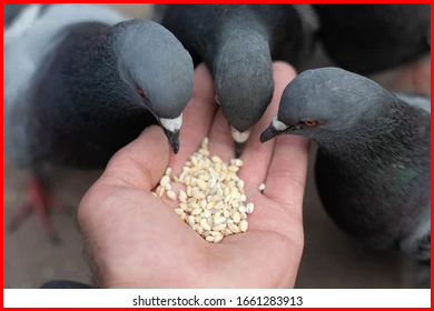 Pigeon feed