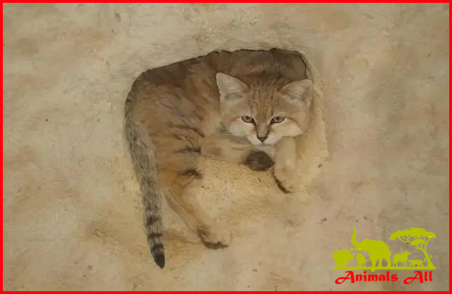 Sand cat