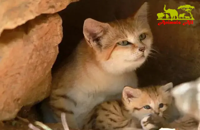 Sand cat