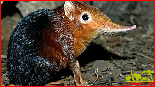  Shrew