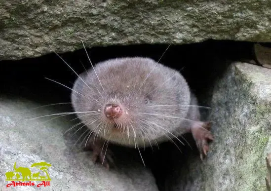 Shrew