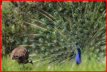 Male peacock