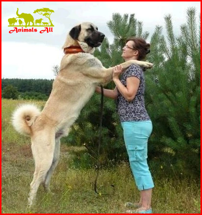 Kangal dog 