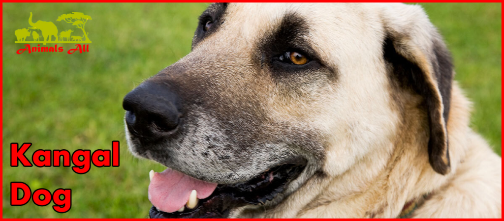 Kangal dog 