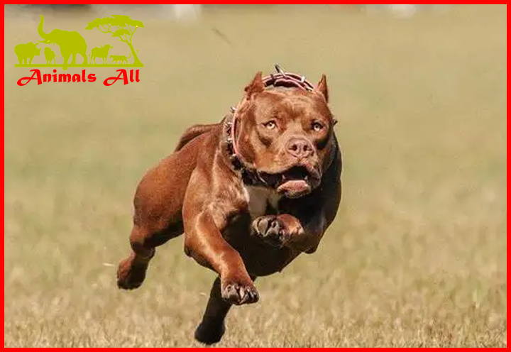 pitbull dog