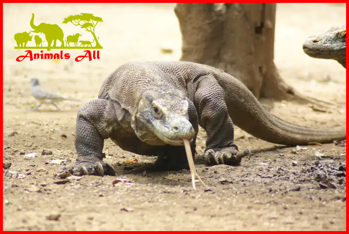 Komodo dragon