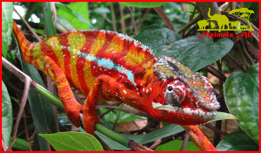 Panther Chameleon