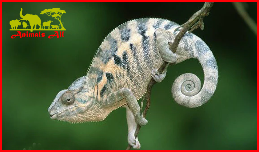 Panther Chameleon