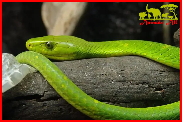 Green Mamba