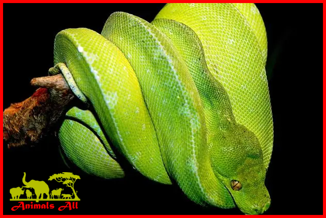 Green Tree Python