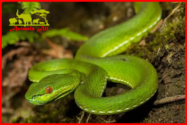 Red-tailed Bamboo-leaf Green